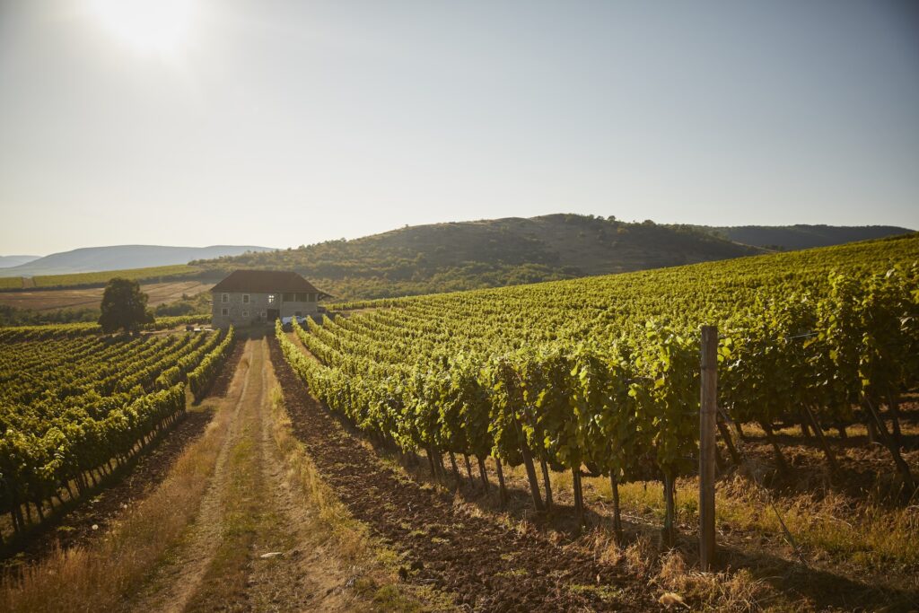 Pajzos Tokaj