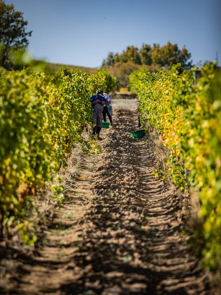 Harvesting on the vineyard - Pajzos Tokaj